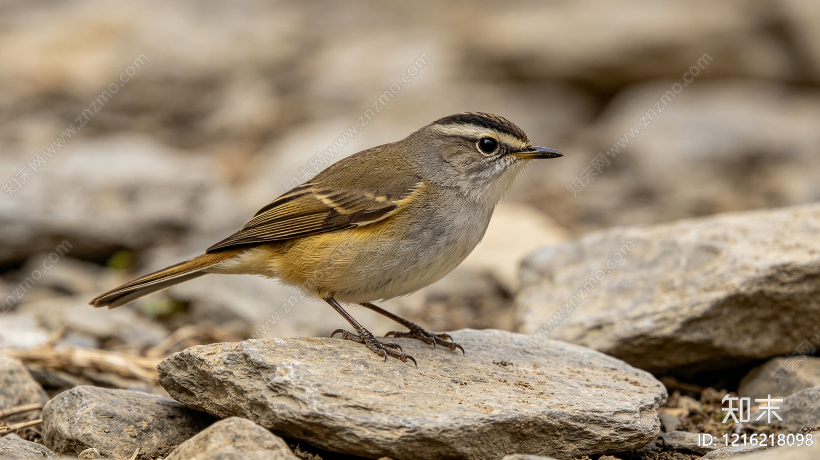 花鸟壁纸贴图下载【ID:1216218098】
