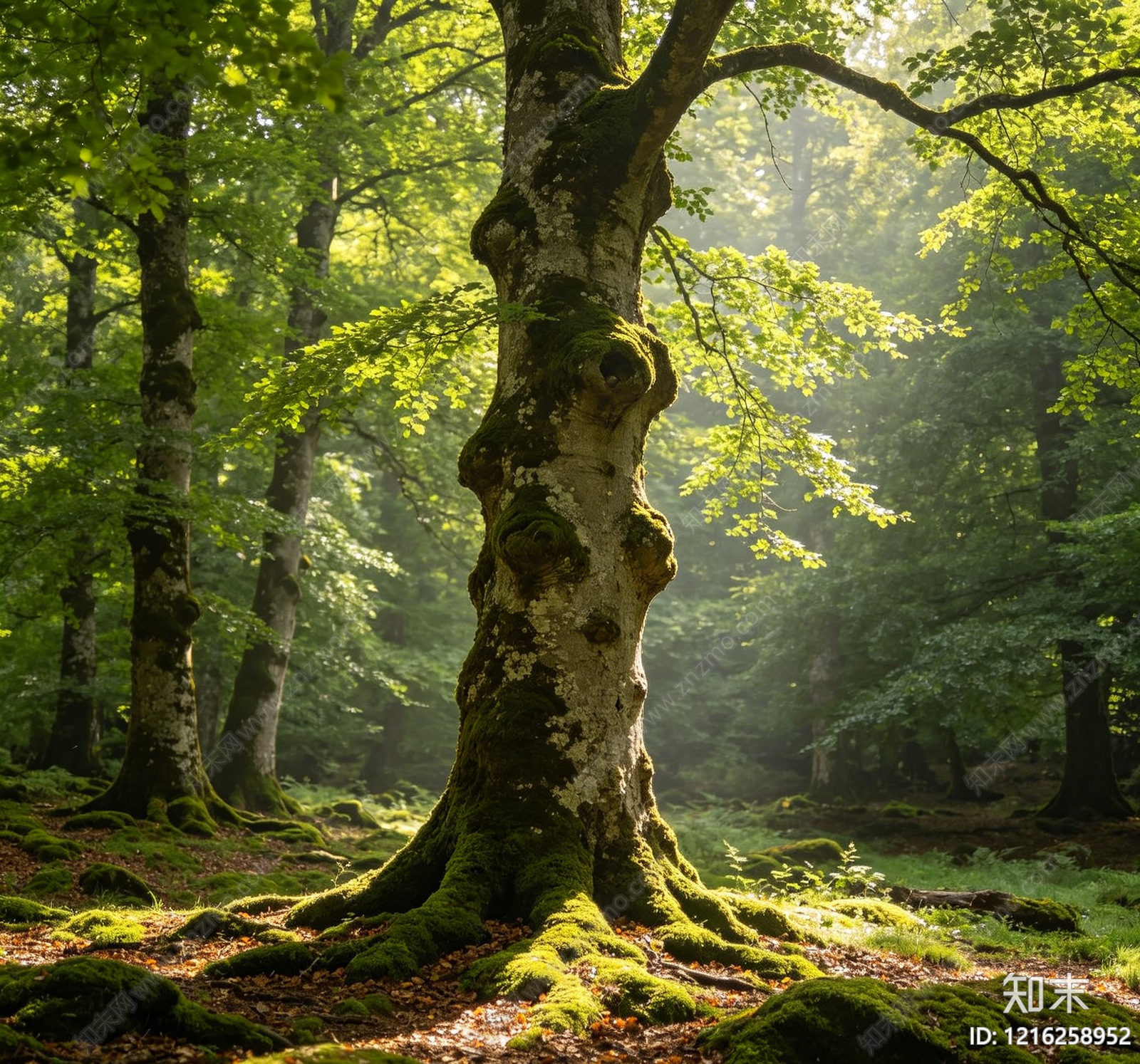 树木贴图下载【ID:1216258952】