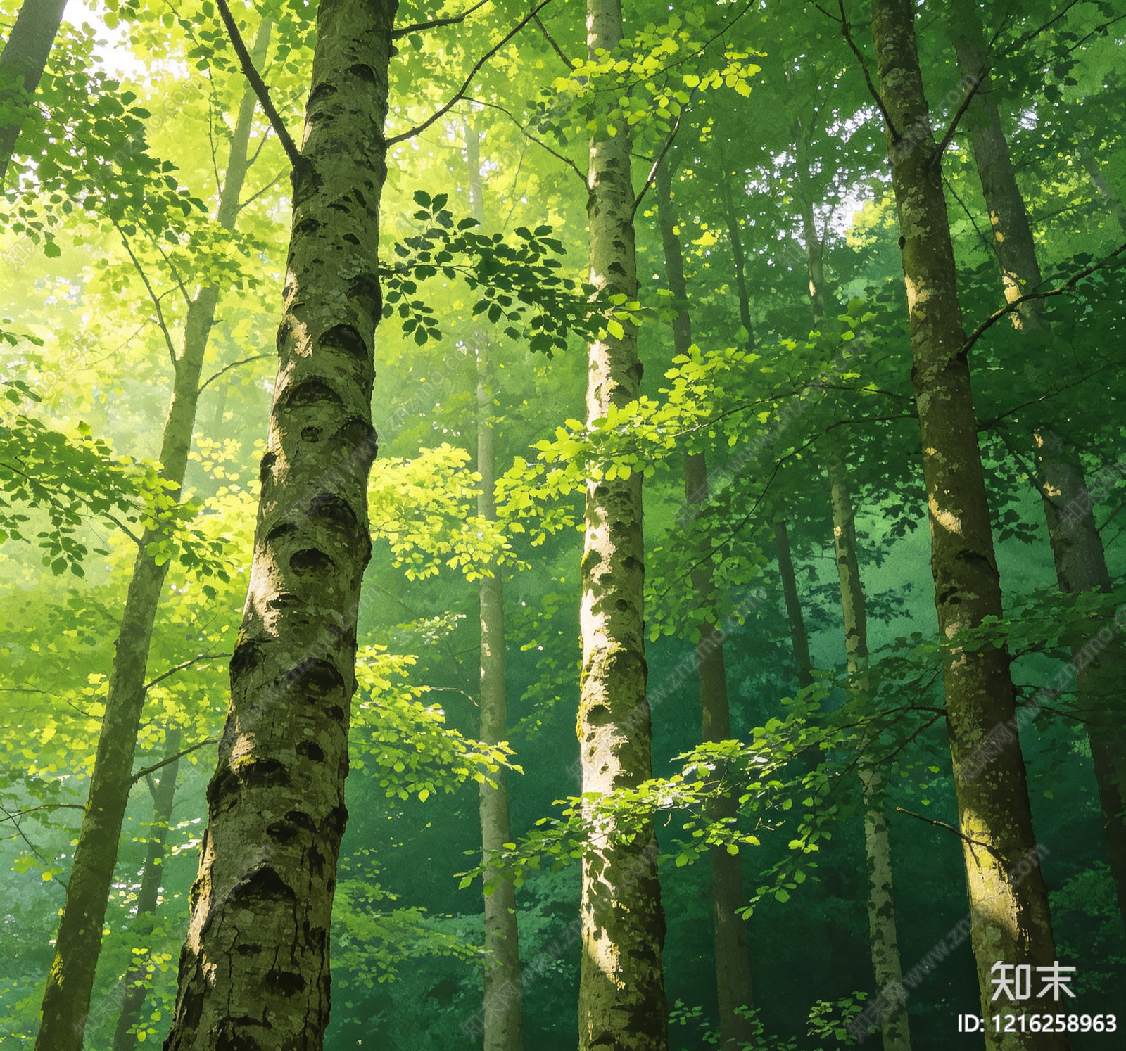 树木贴图下载【ID:1216258963】