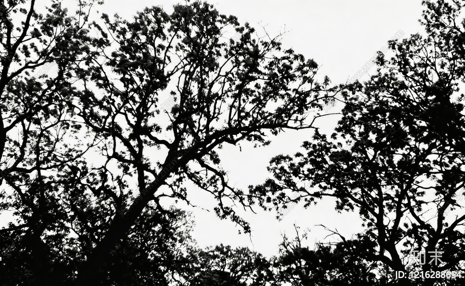 现代树影贴图下载【ID:1216288654】