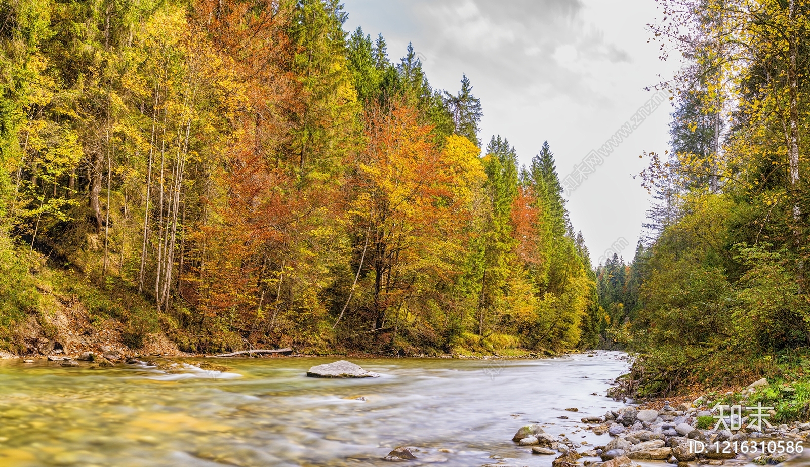 森林贴图下载【ID:1216310586】