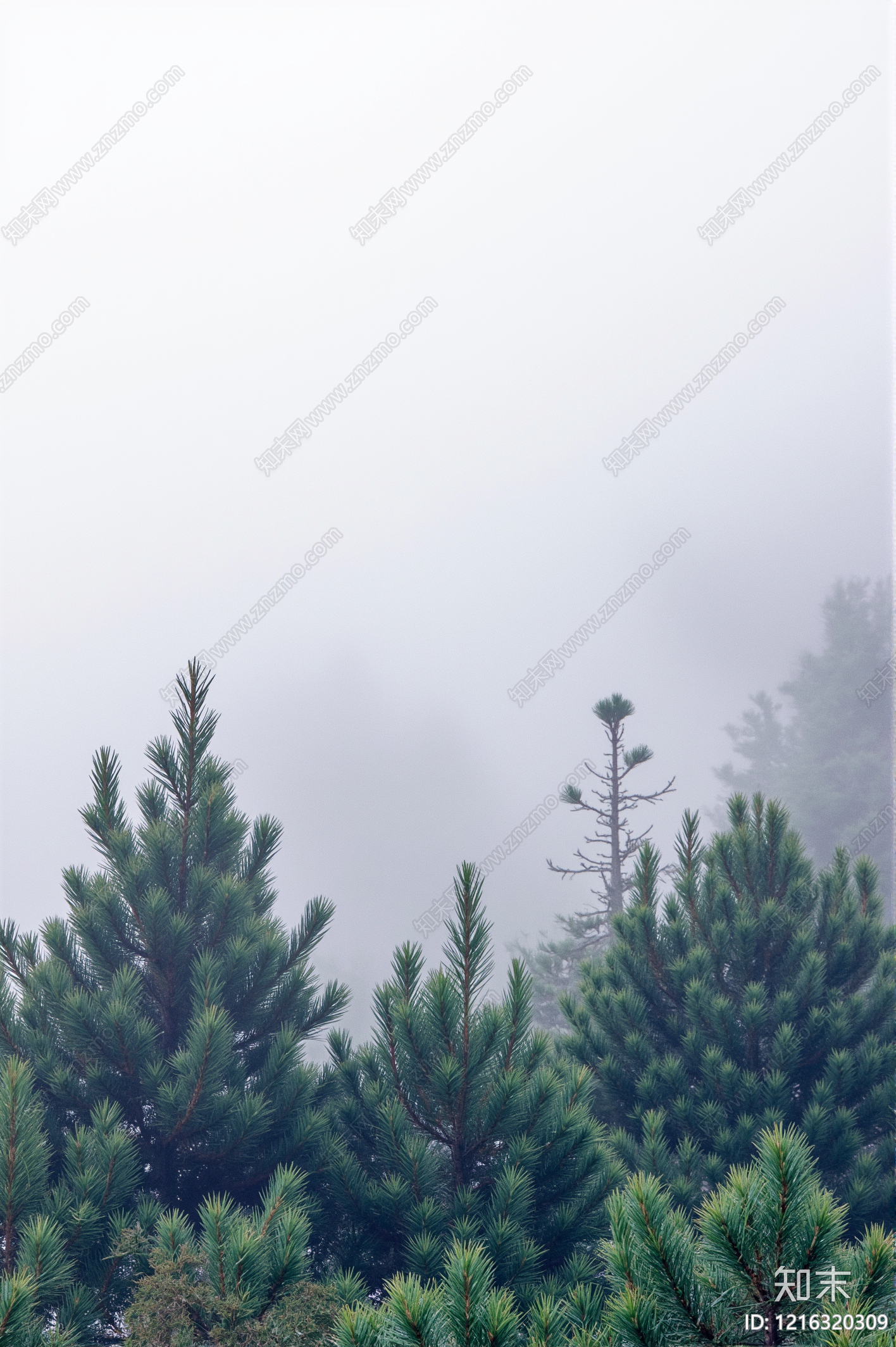 现代森林贴图下载【ID:1216320309】