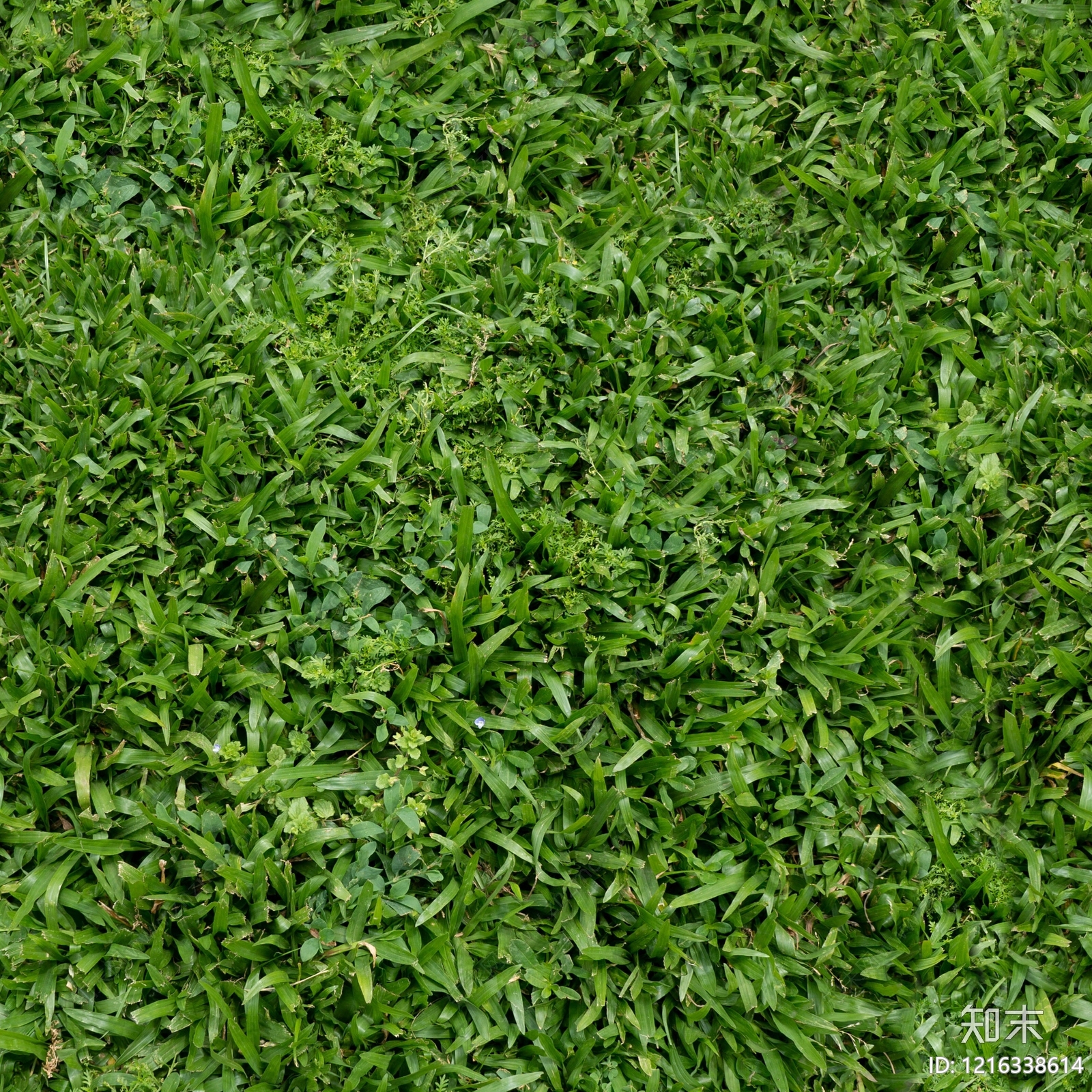 叶片纹理贴图下载【ID:1216338614】