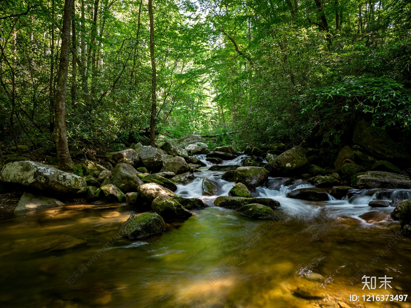 森林贴图下载【ID:1216373497】