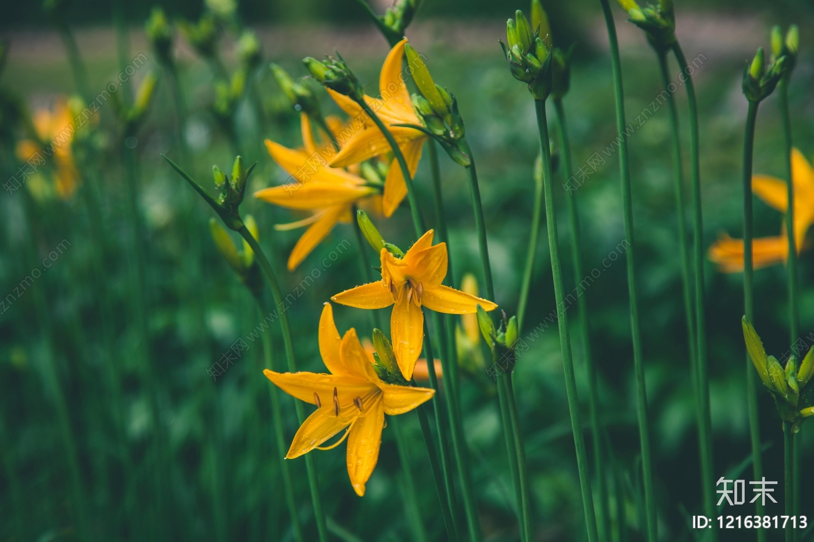 植被贴图下载【ID:1216381713】