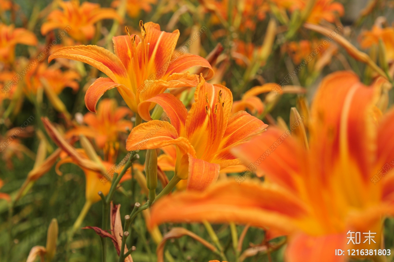 植被贴图下载【ID:1216381803】