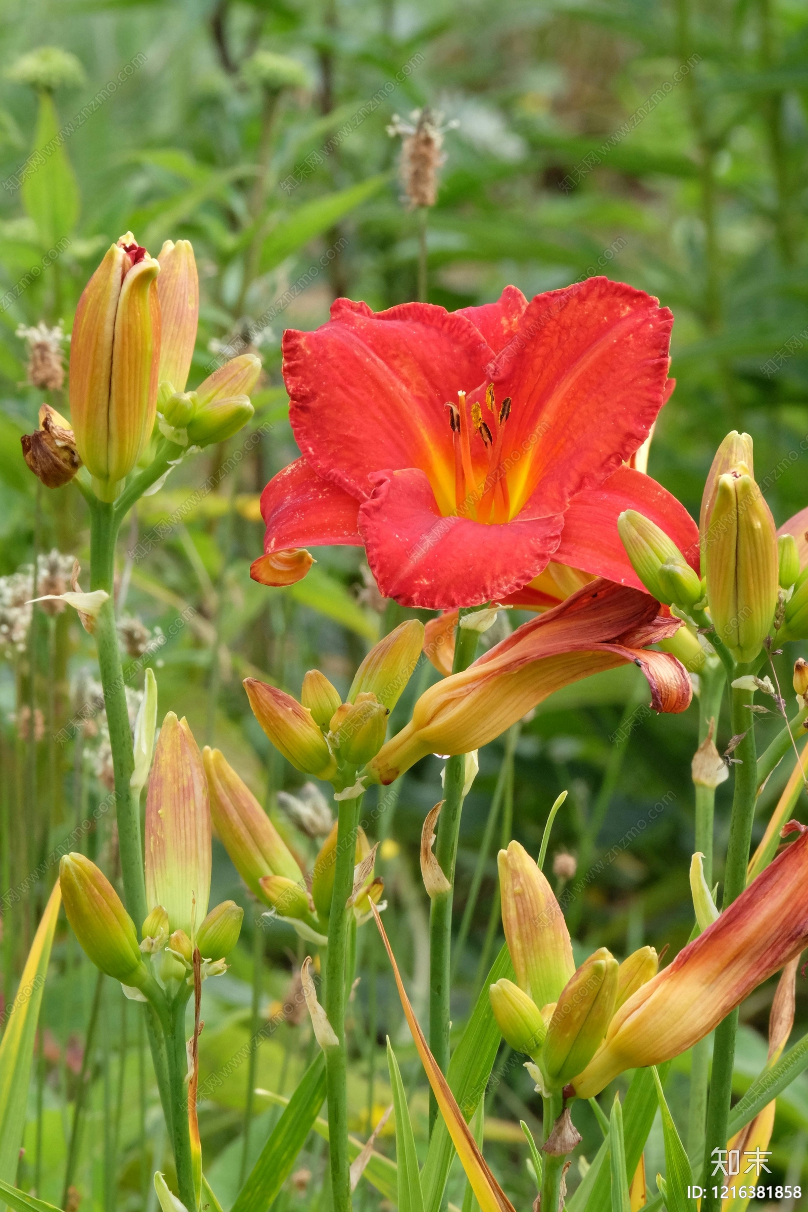 植被贴图下载【ID:1216381858】