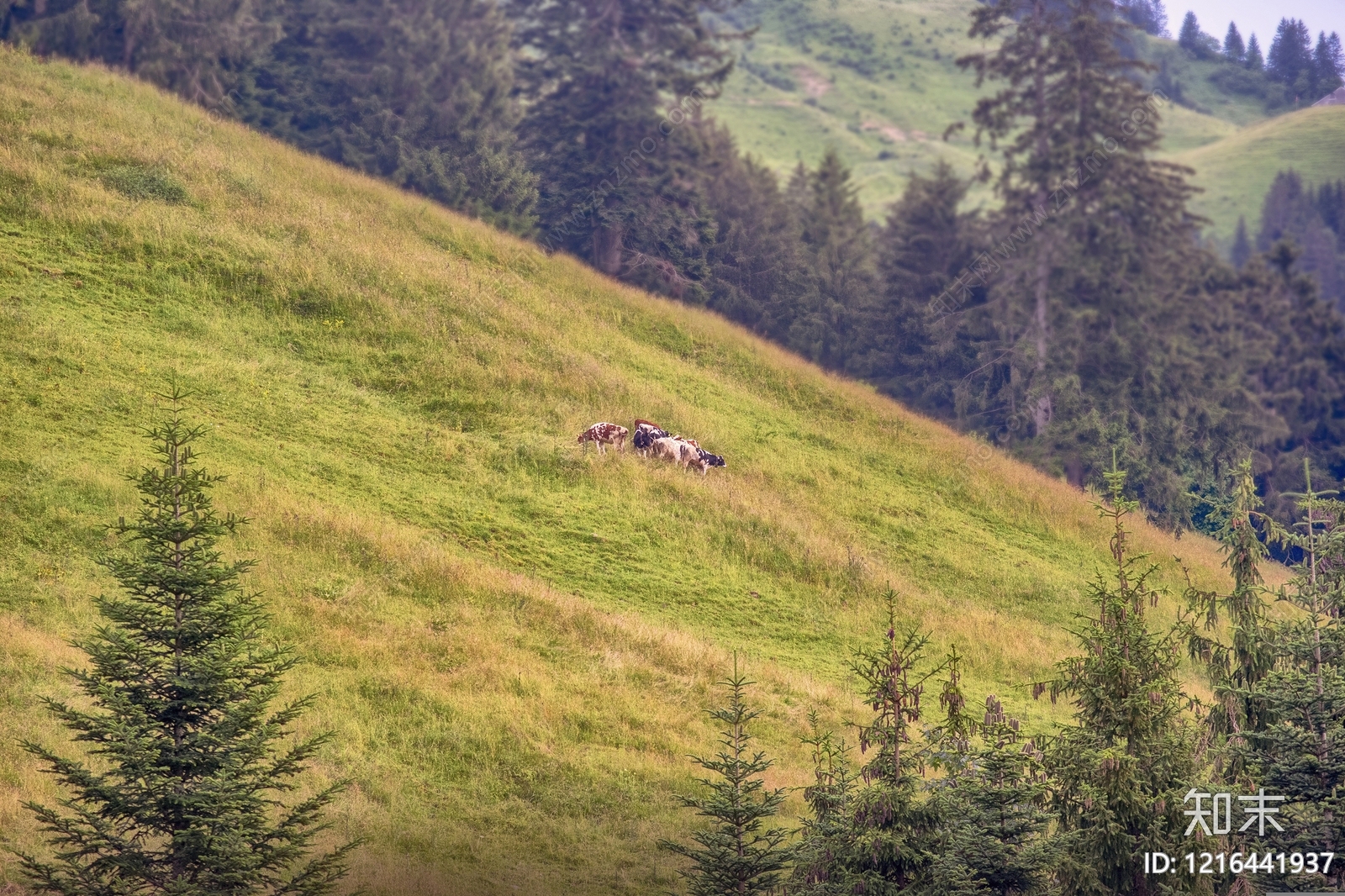 草地贴图下载【ID:1216441937】
