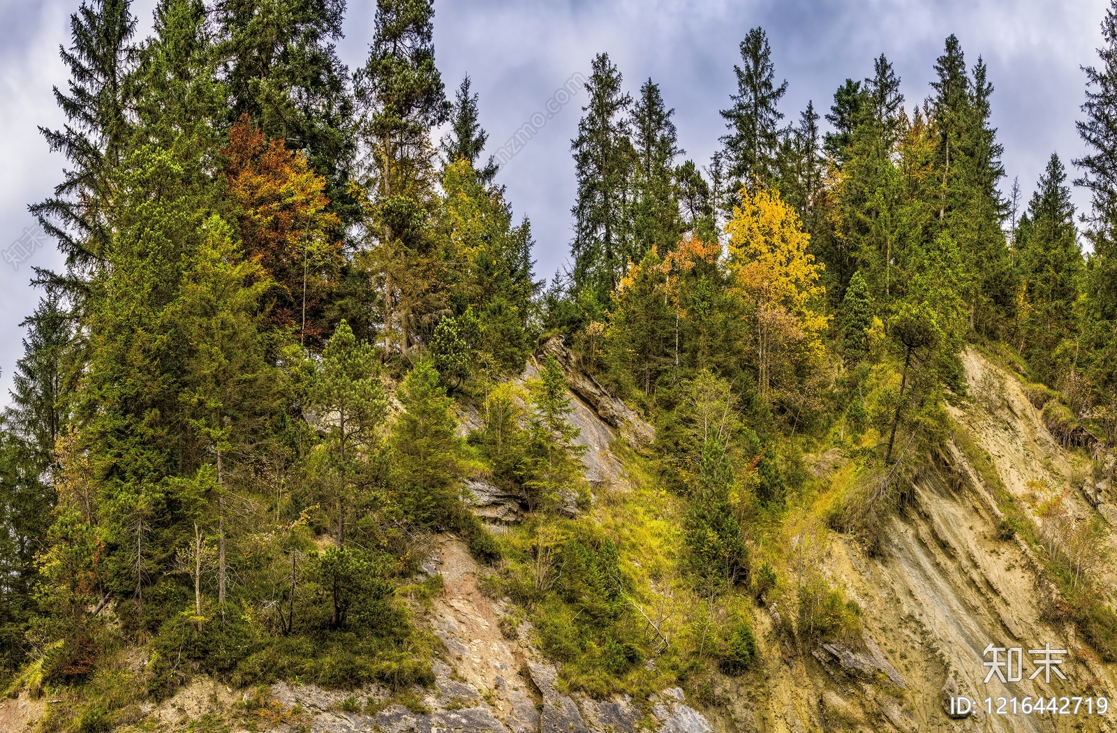 树木贴图下载【ID:1216442719】
