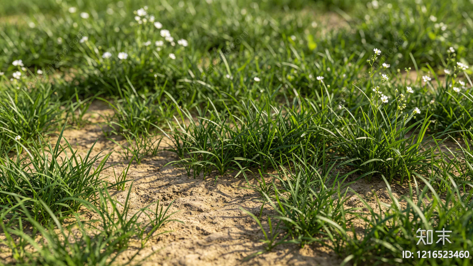 现代草地贴图下载【ID:1216523460】