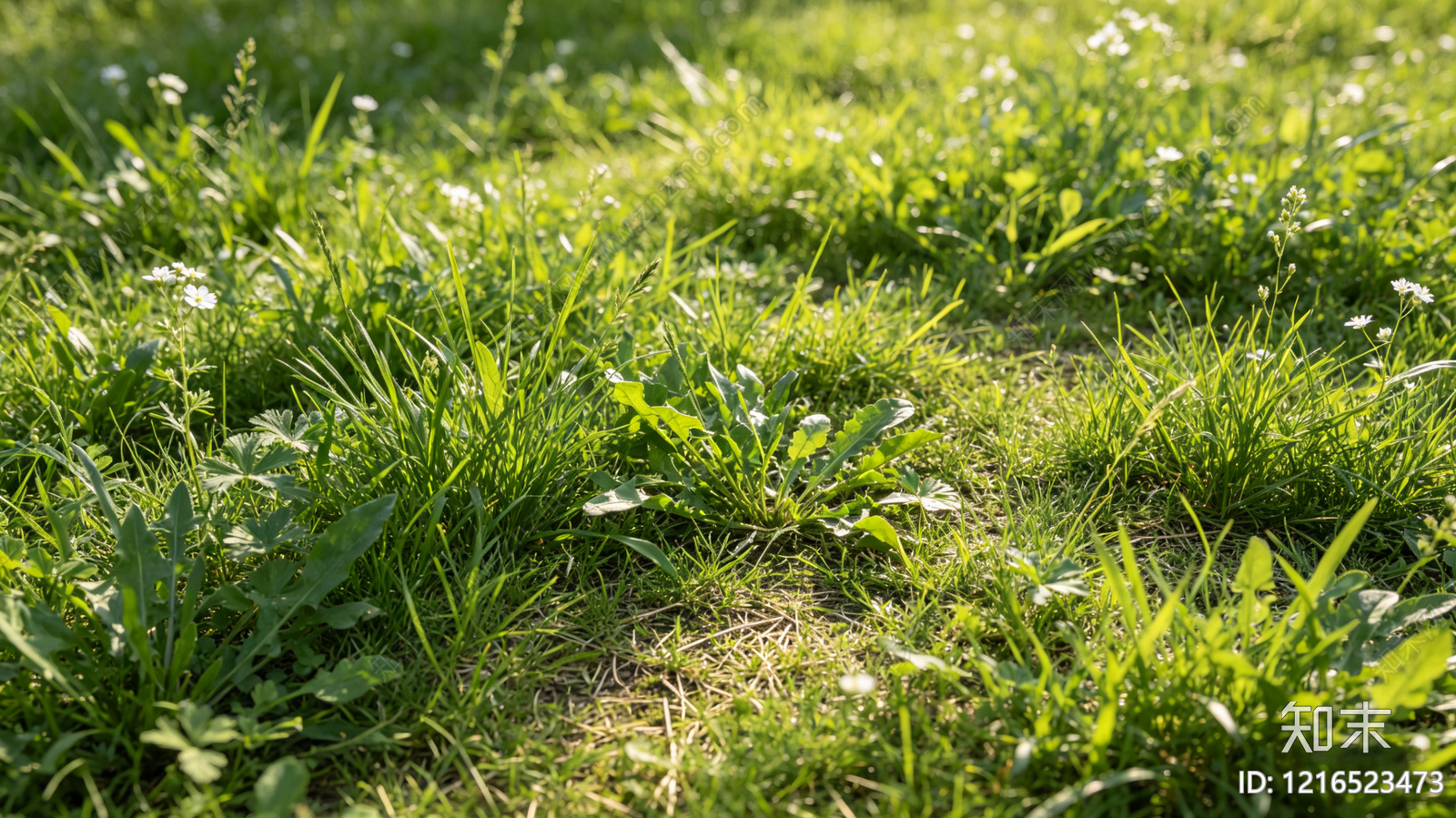现代草地贴图下载【ID:1216523473】