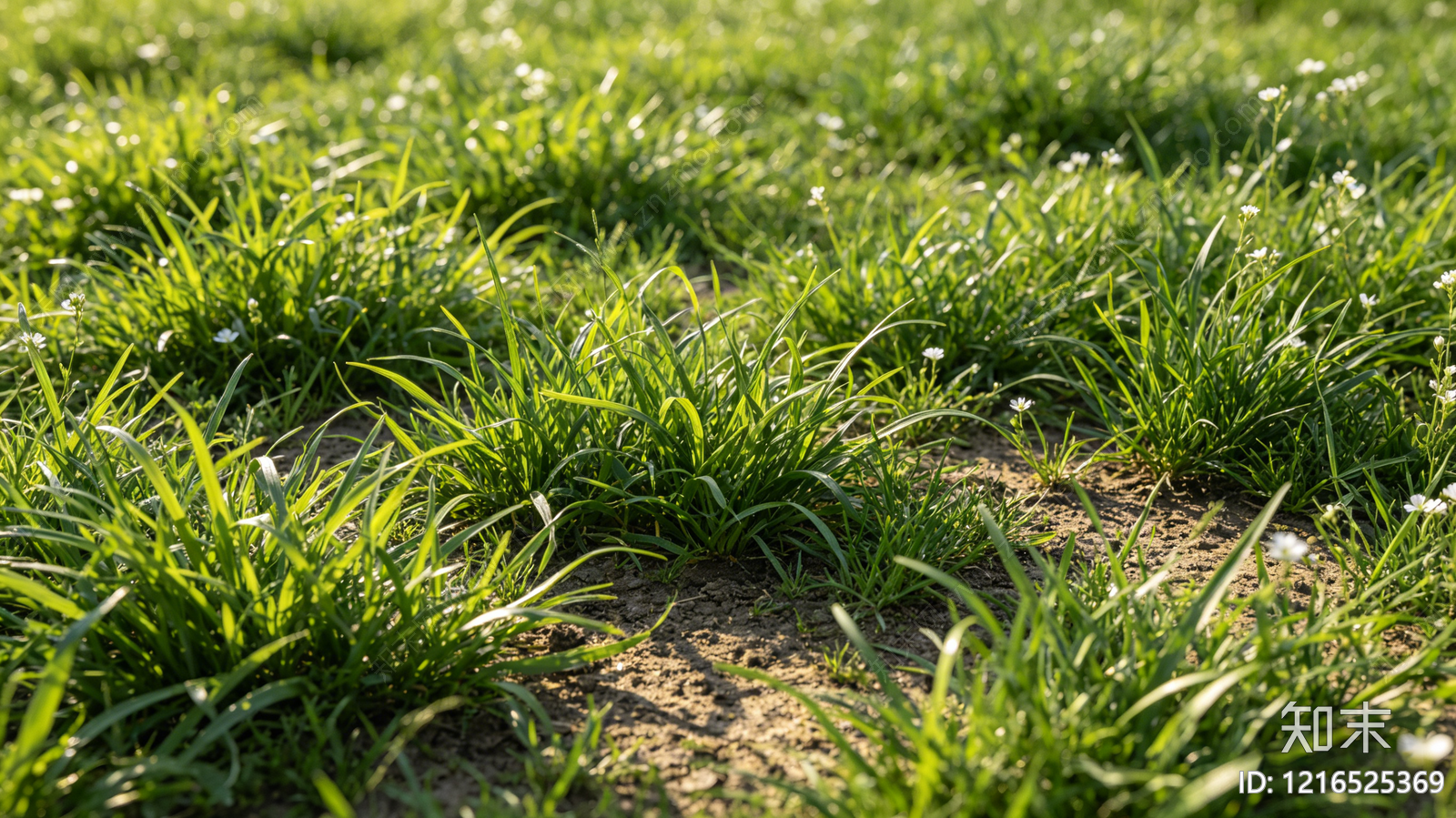 现代植被贴图下载【ID:1216525369】