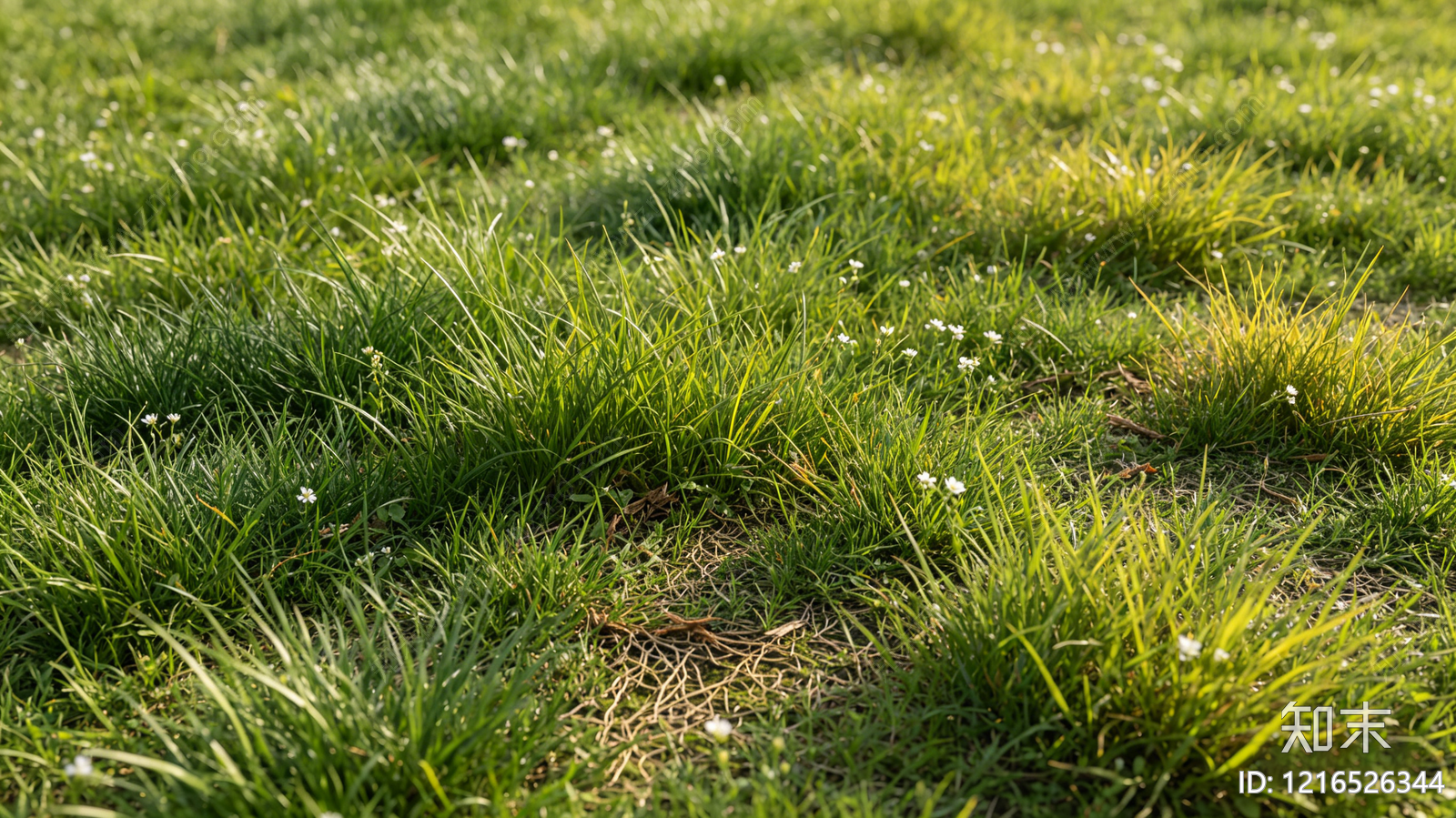现代草地贴图下载【ID:1216526344】