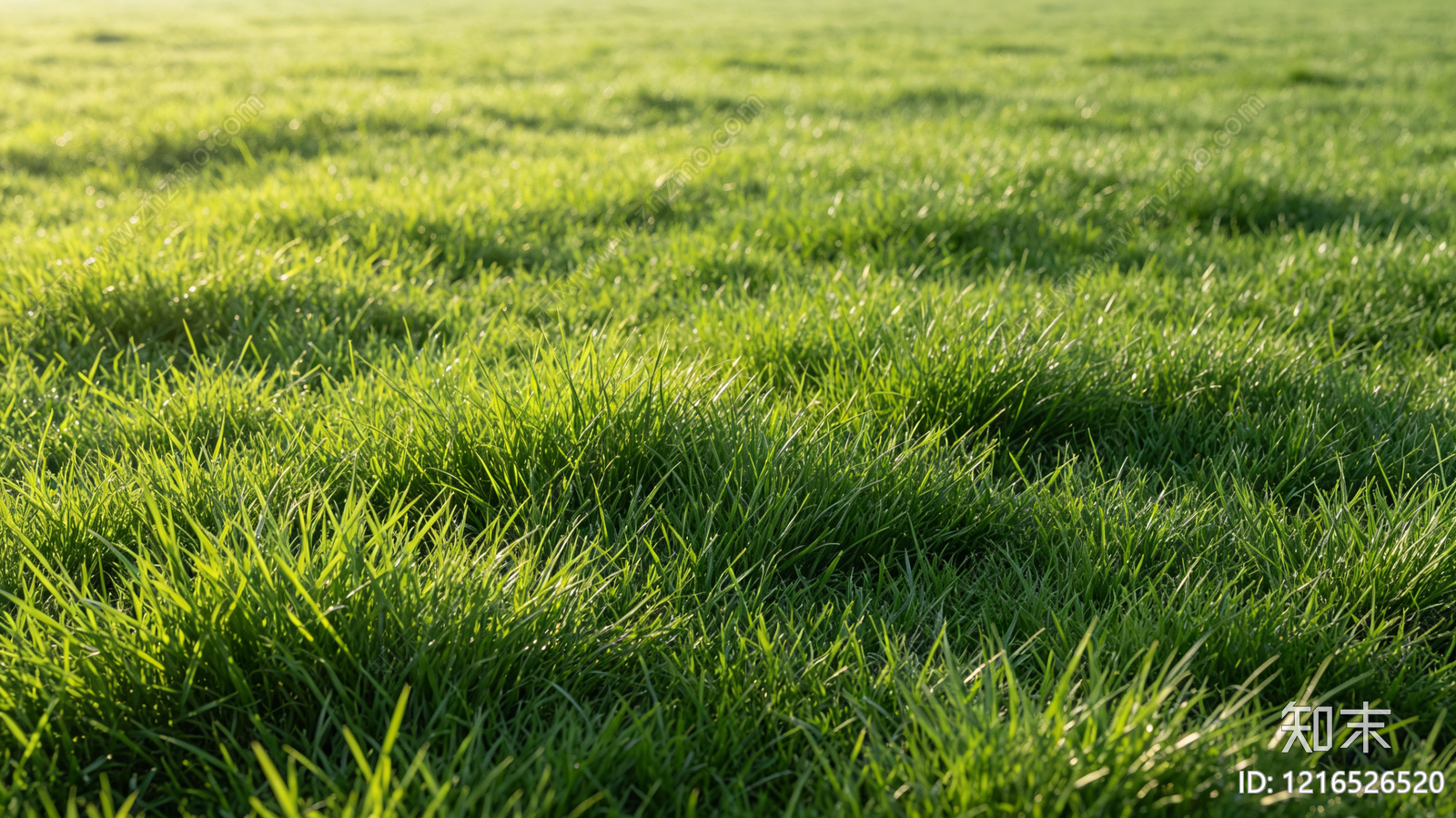 现代草地贴图下载【ID:1216526520】