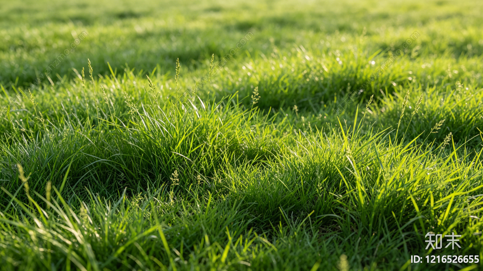 现代草地贴图下载【ID:1216526655】