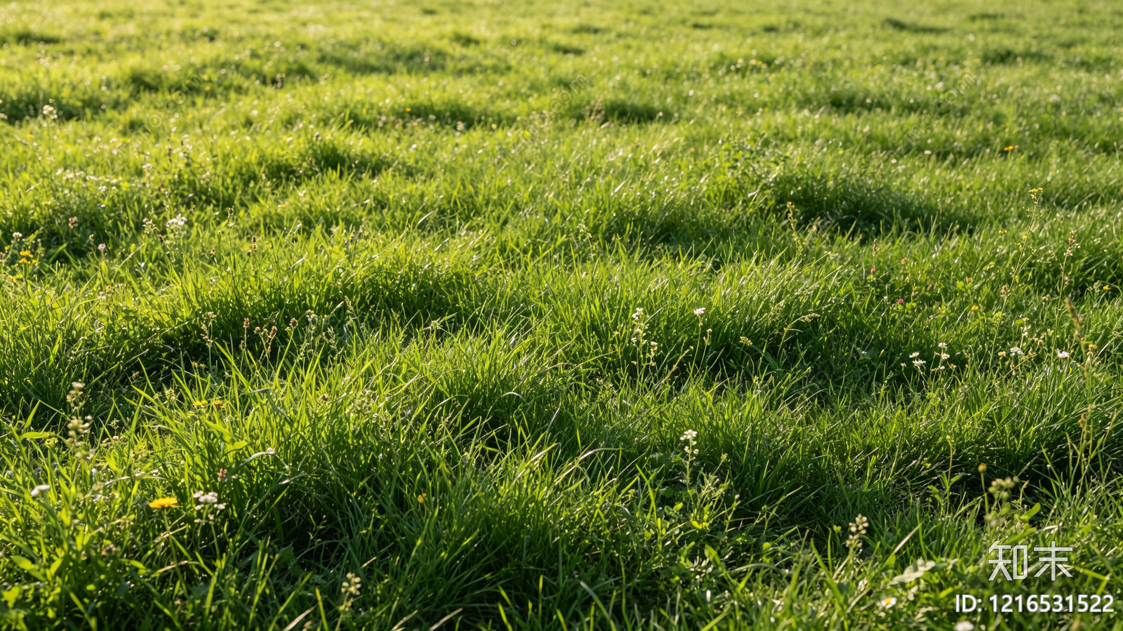 现代植被贴图下载【ID:1216531522】