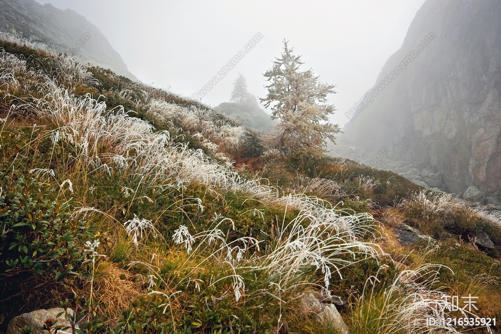 植被贴图下载【ID:1216535921】
