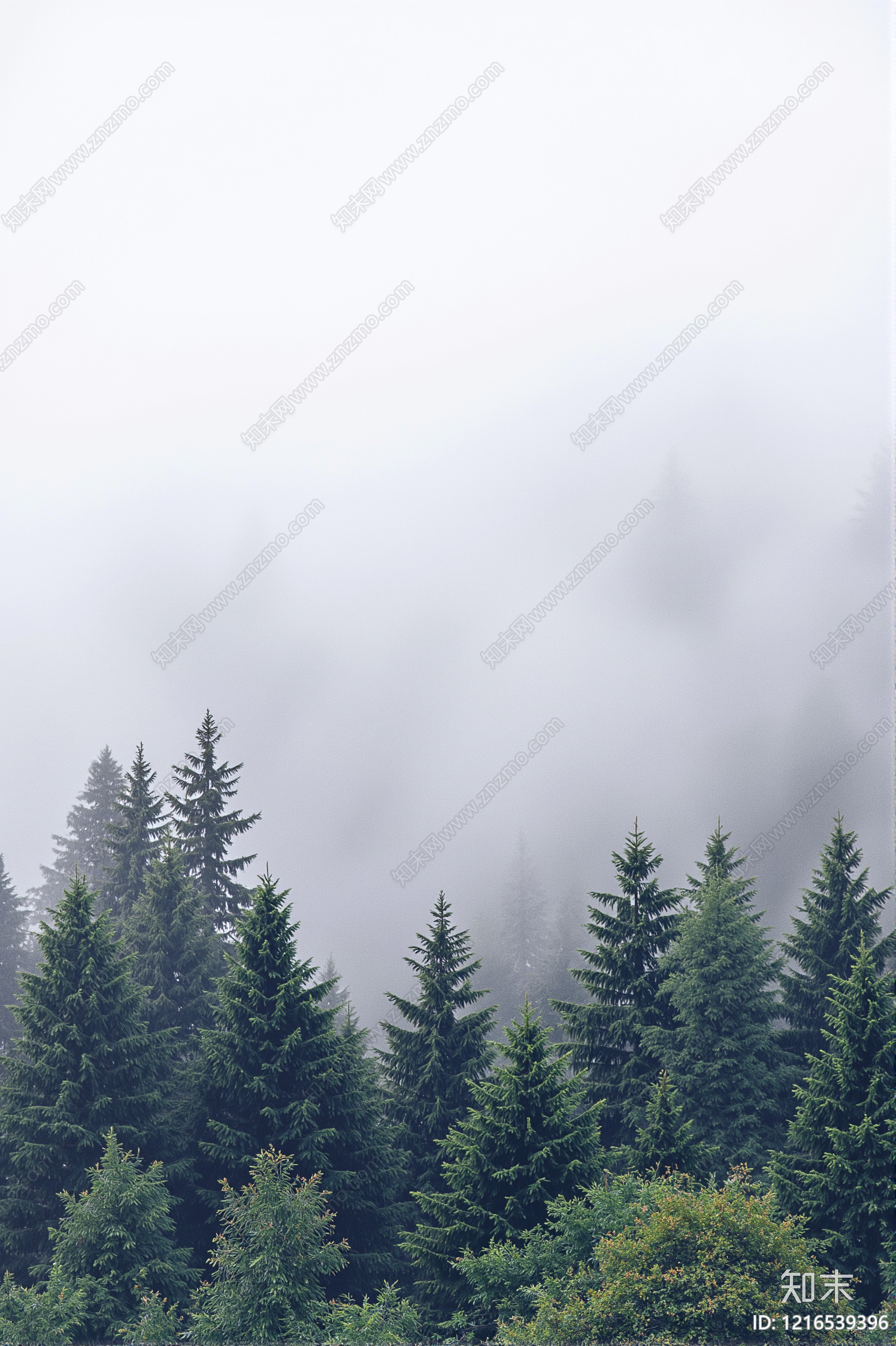 现代森林贴图下载【ID:1216539396】