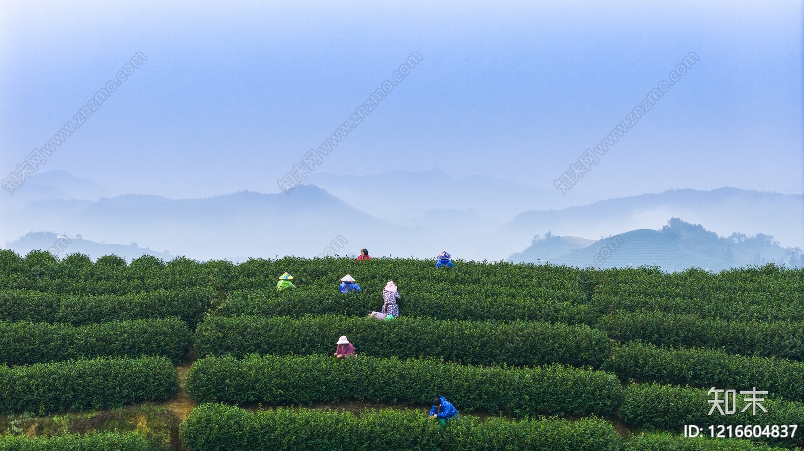 农田贴图下载【ID:1216604837】