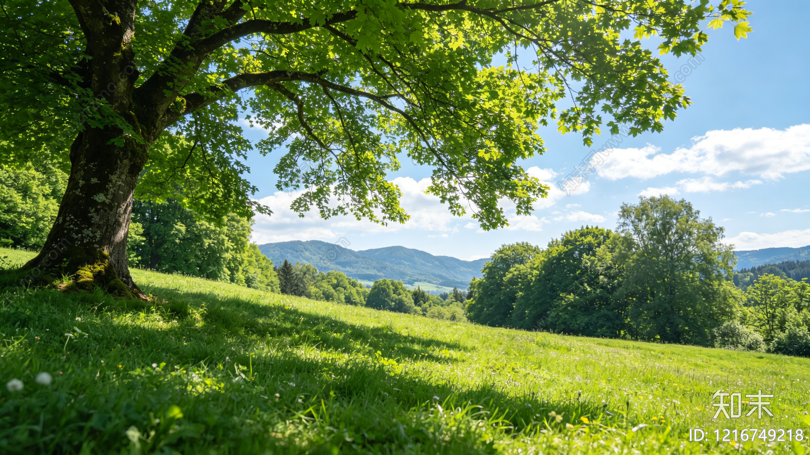 现代草地贴图下载【ID:1216749218】