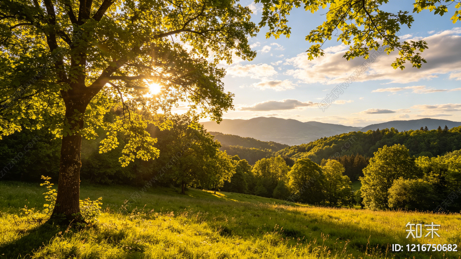 现代森林贴图下载【ID:1216750682】