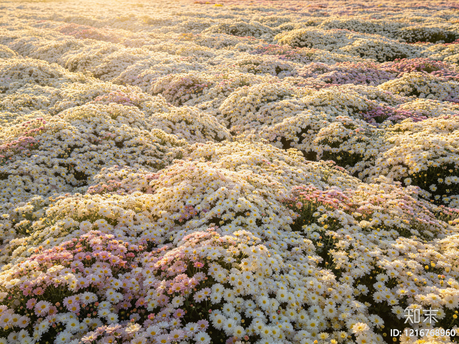现代花丛贴图下载【ID:1216768960】