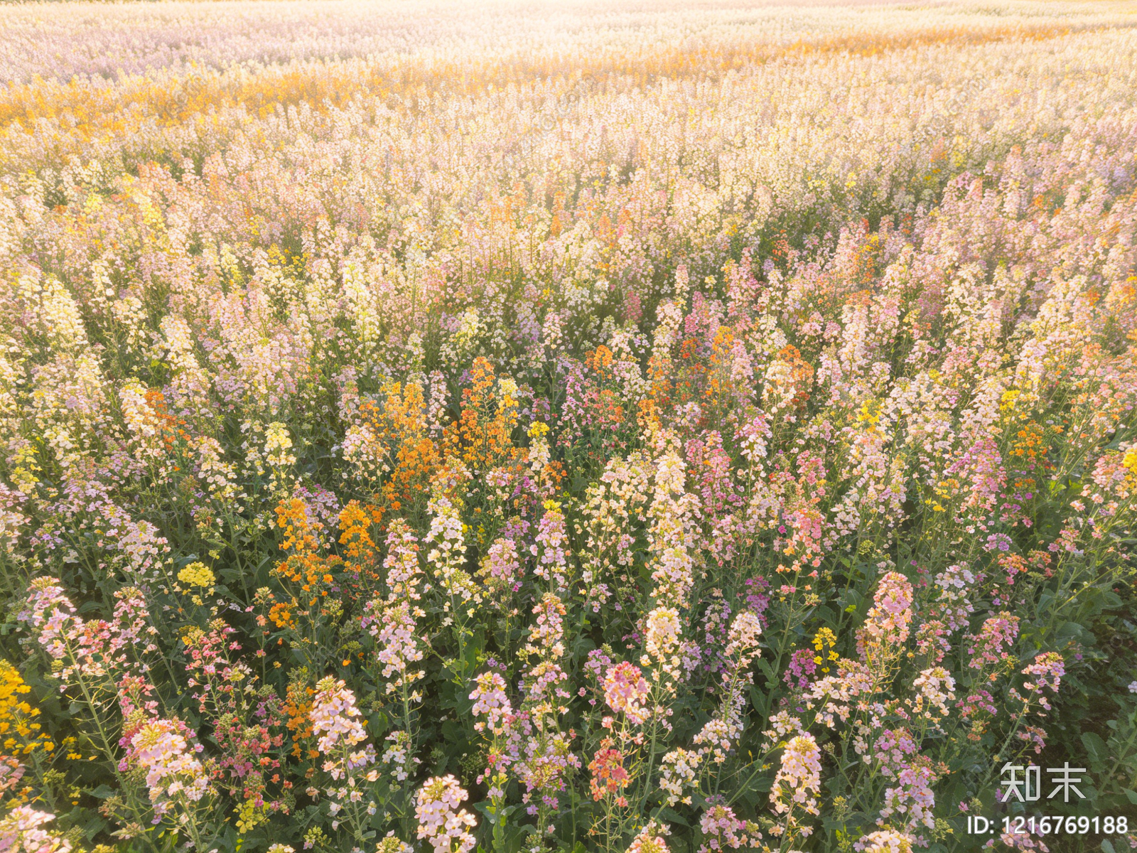 现代花丛贴图下载【ID:1216769188】