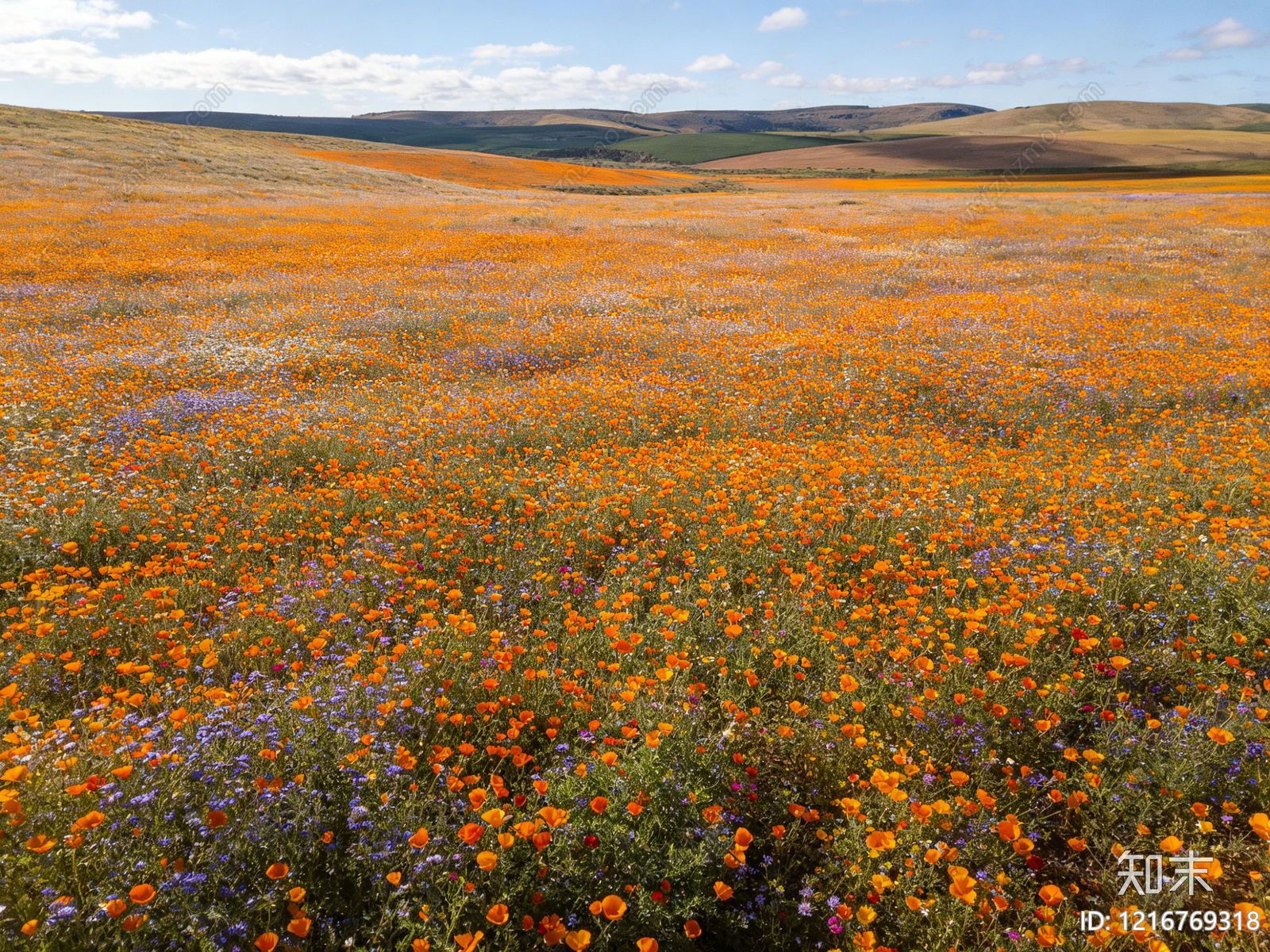 现代花丛贴图下载【ID:1216769318】