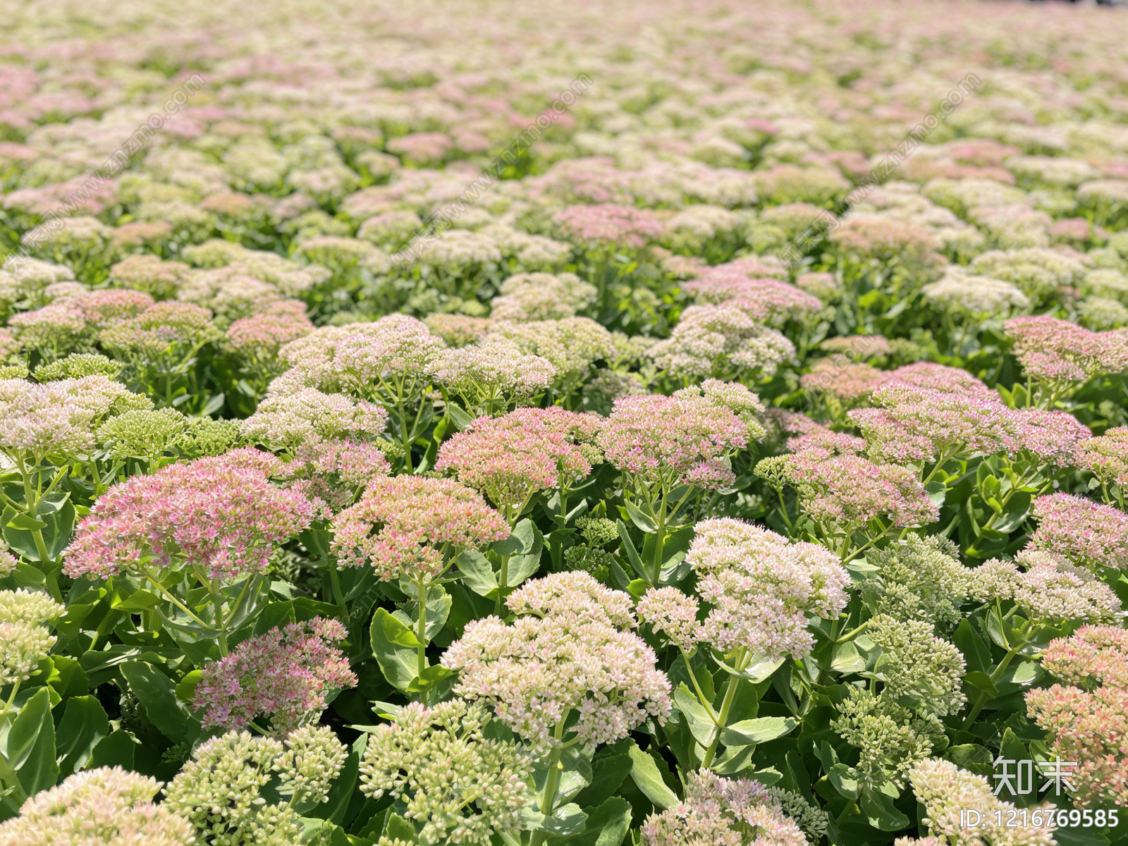 现代花丛贴图下载【ID:1216769585】