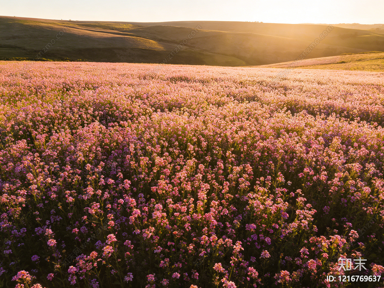 现代花丛贴图下载【ID:1216769637】