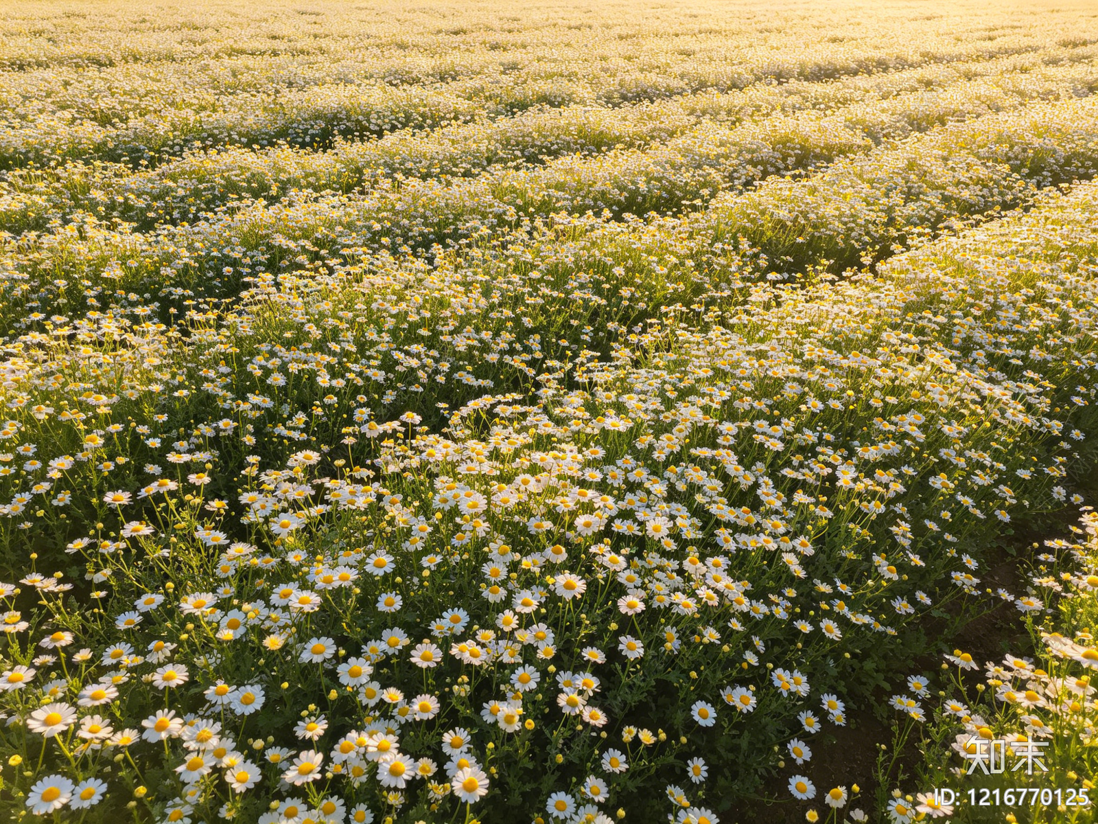 现代花丛贴图下载【ID:1216770125】