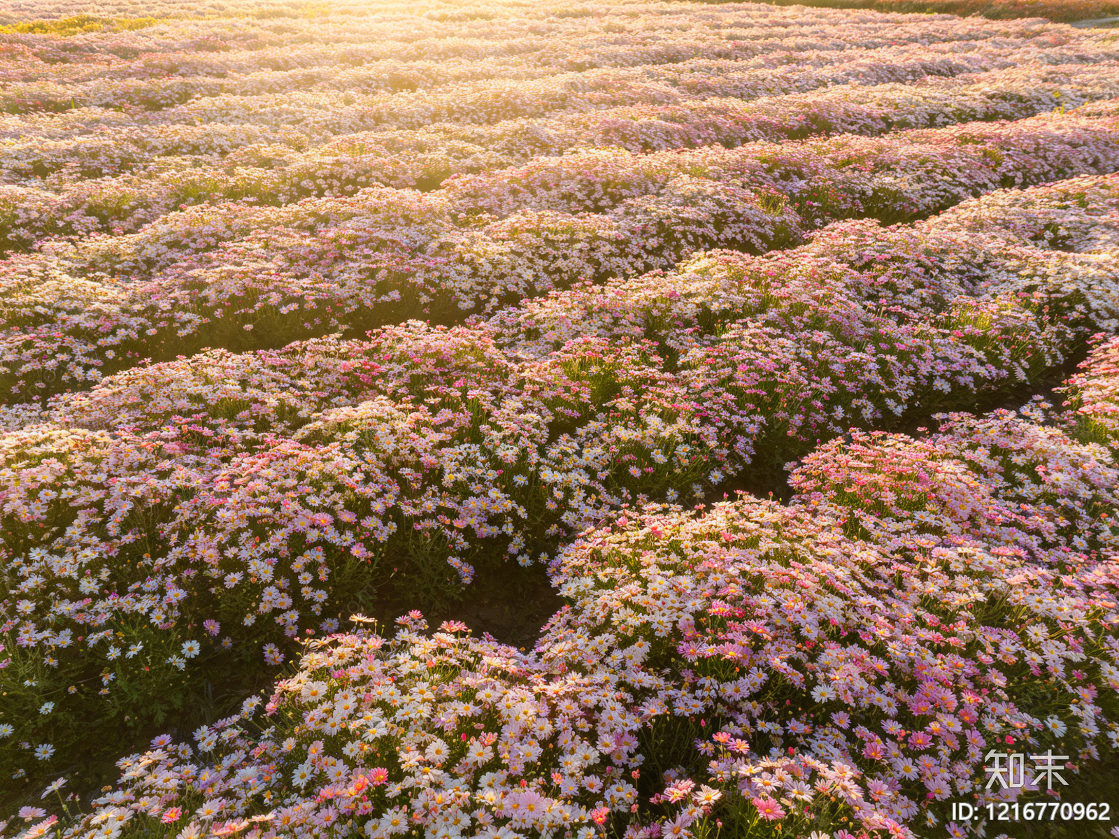 现代花丛贴图下载【ID:1216770962】