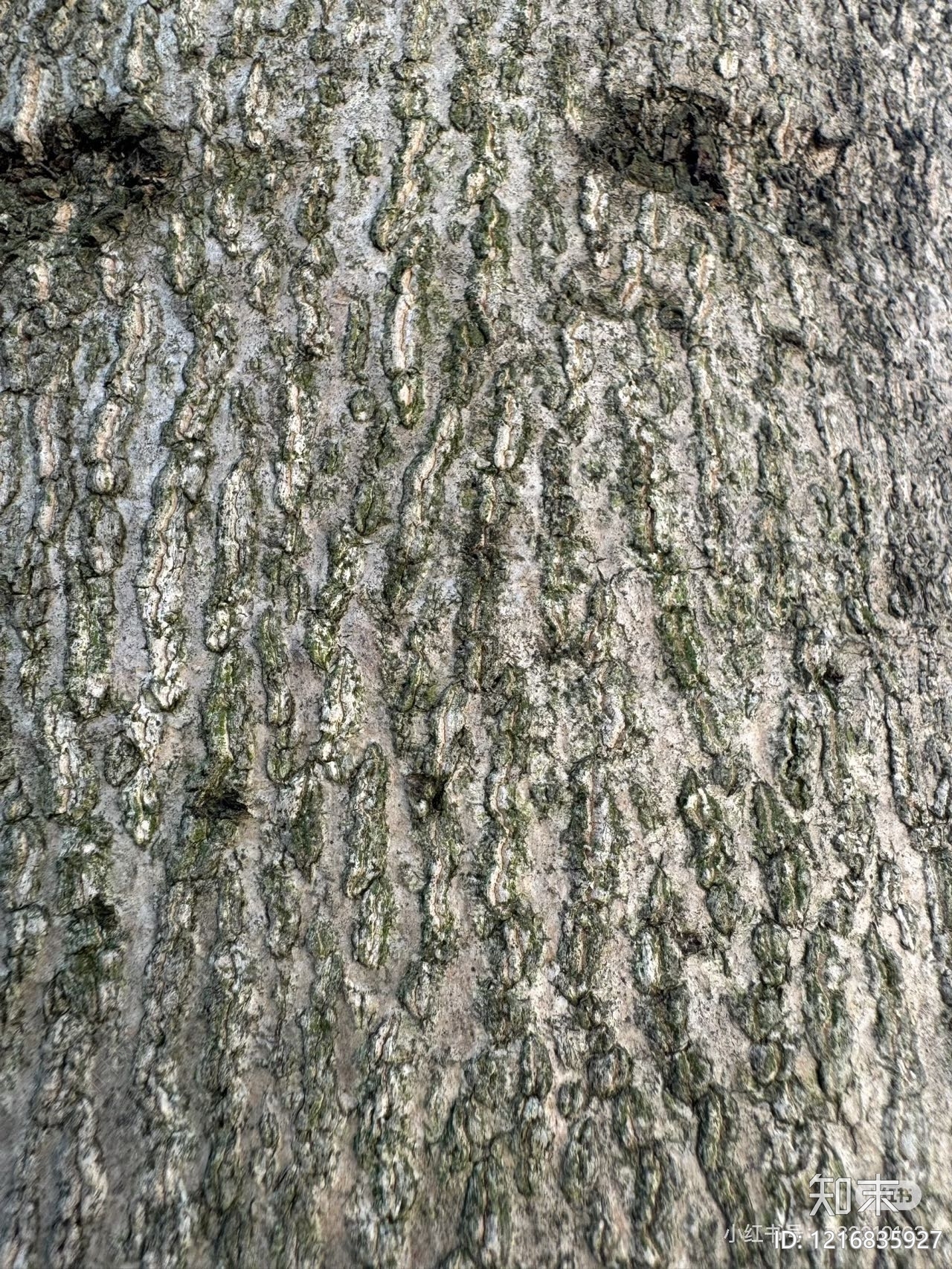 中式树皮纹理贴图下载【ID:1216835927】