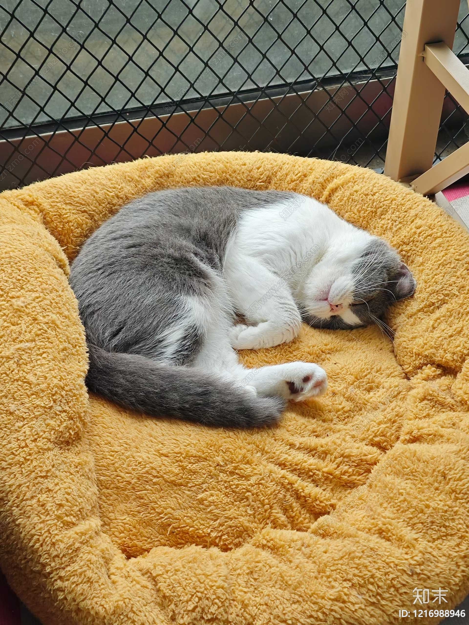 现代羊羔绒贴图下载【ID:1216988946】