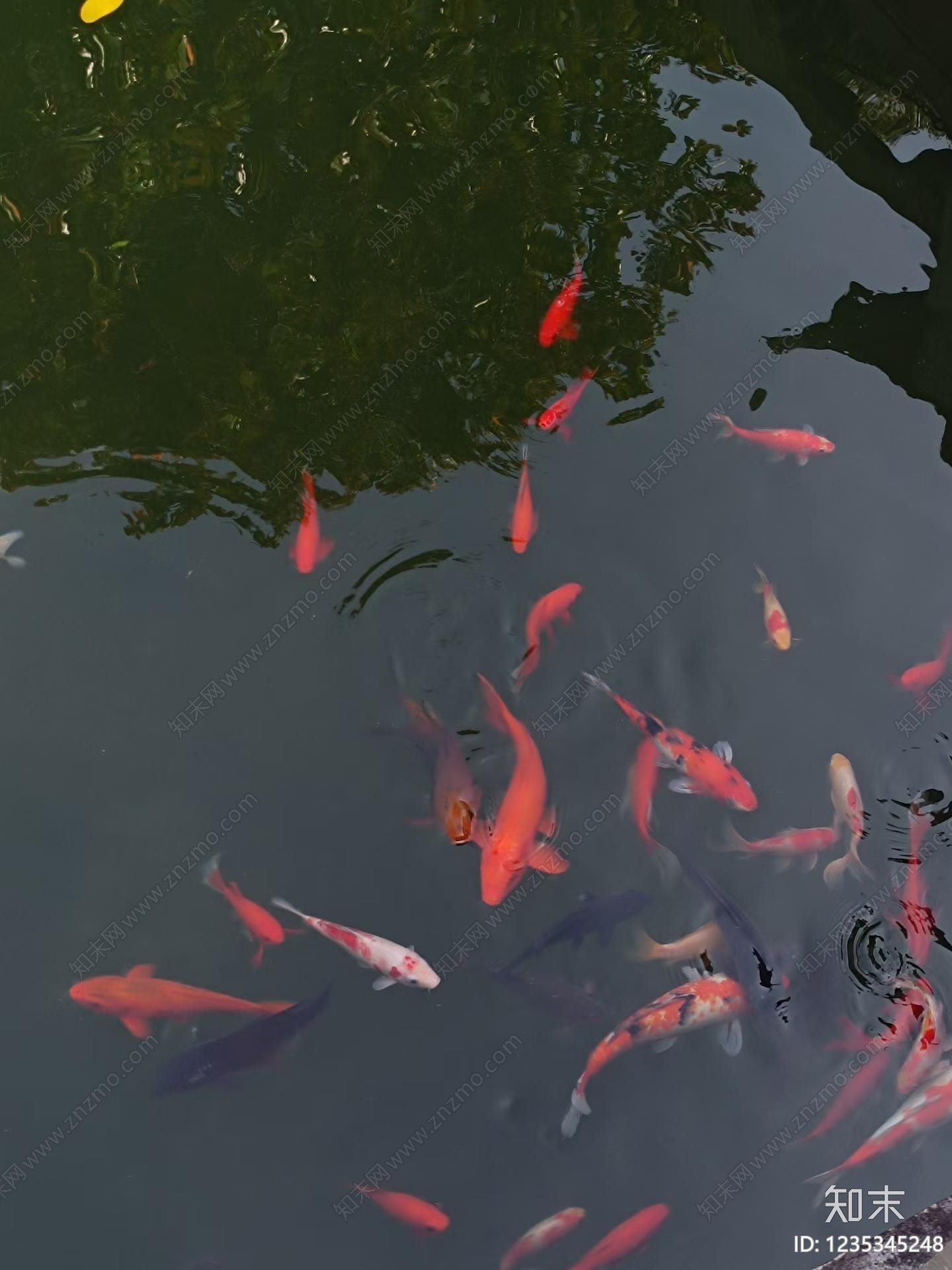 鱼池贴图下载【ID:1235345248】