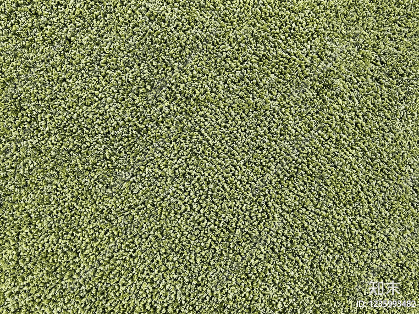 苔藓纹理高清贴图材质