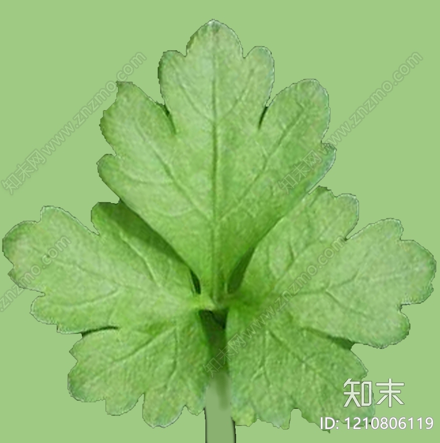 叶片纹理贴图下载【ID:1210806119】