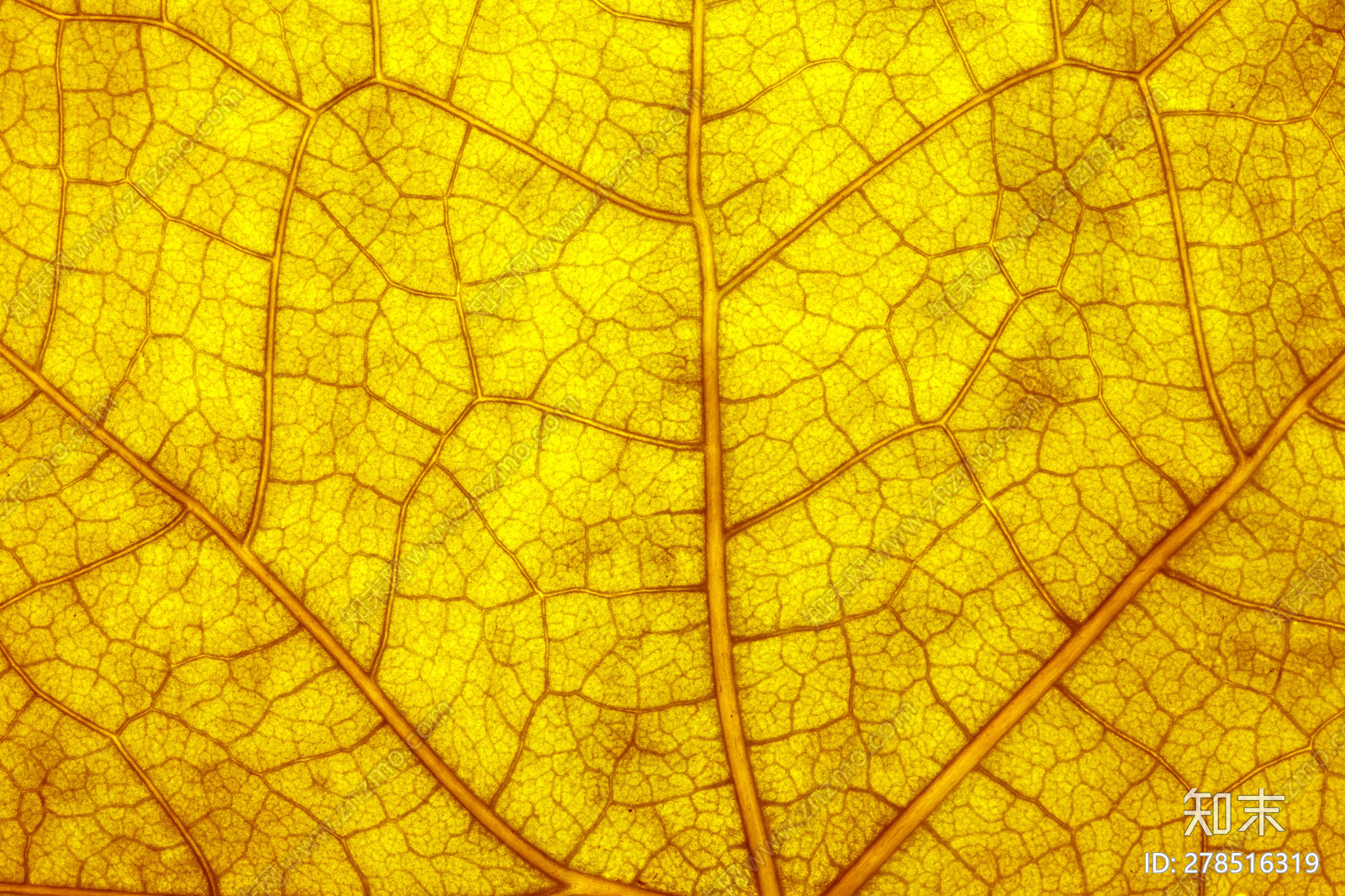 黄金树叶贴图下载
