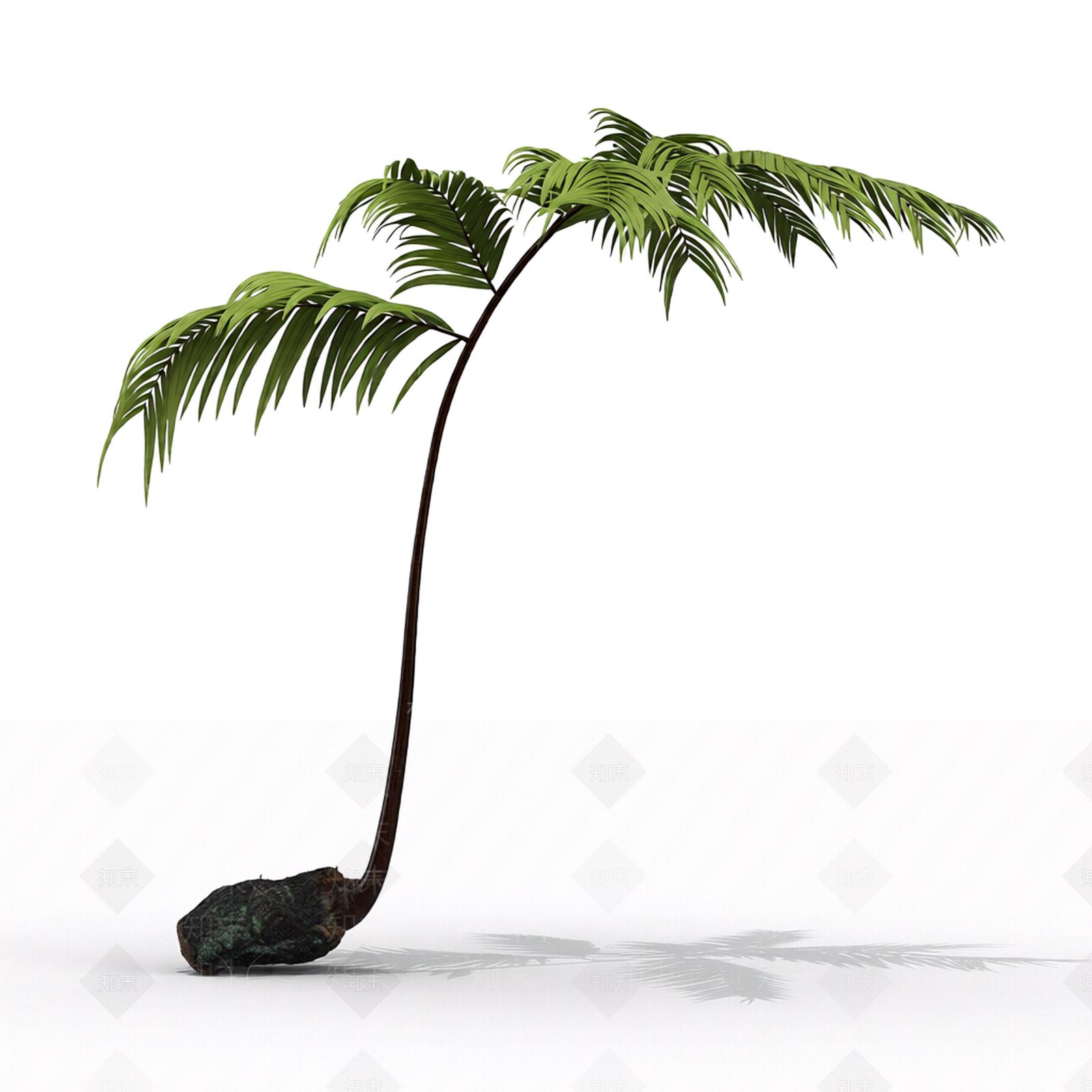 带根部的蕨类植物3D模型下载【ID:1206188274】