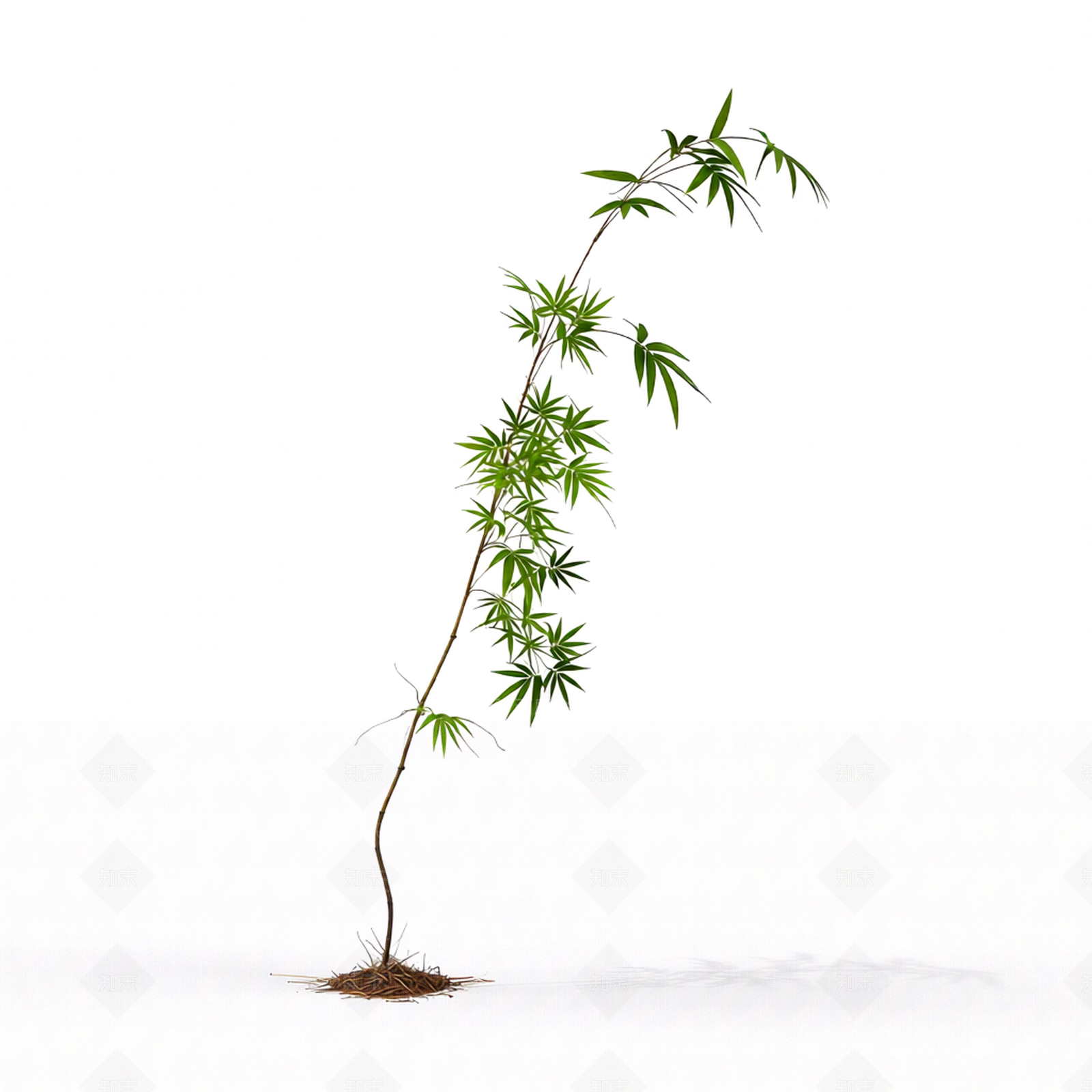 枝叶植物模型3D模型下载【ID:1206195402】