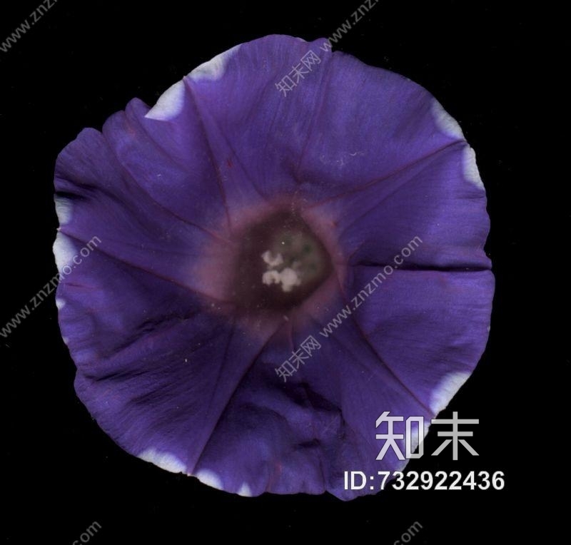 其他杂项-植物纹理贴图下载【ID:732922436】