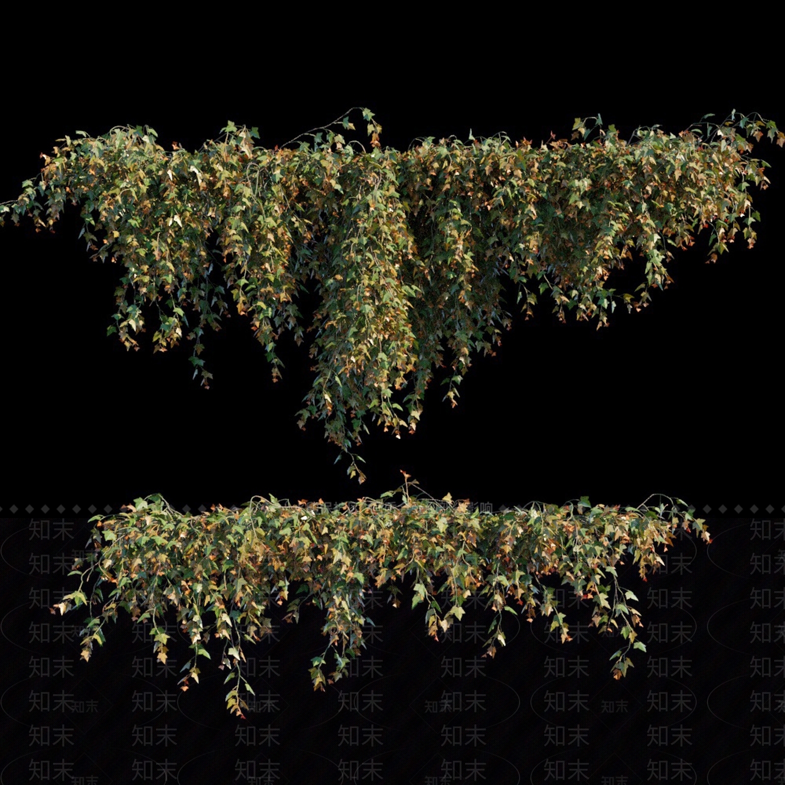 常春藤3D模型下载【ID:862351098】