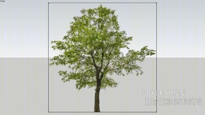 伦敦平面树SU模型下载【ID:123656678】