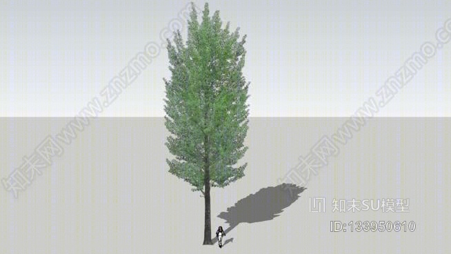 白杨树SU模型下载【ID:133950610】