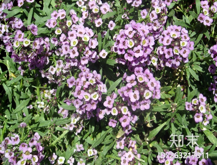 花床贴图下载【ID:263217311】