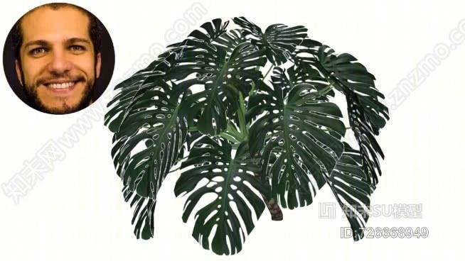 肋骨ad茫o龟背竹美味的菠萝，香蕉cerima丛林王国SU模型下载【ID:726668949】