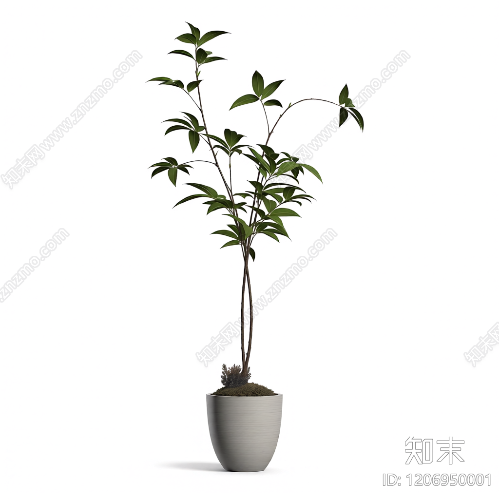 盆栽植物装饰3D模型下载【ID:1206950001】