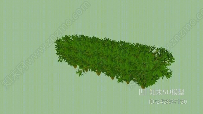 植物SU模型下载【ID:242857120】