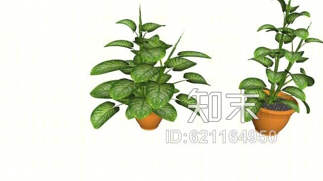 白花菜SU模型下载【ID:621164950】