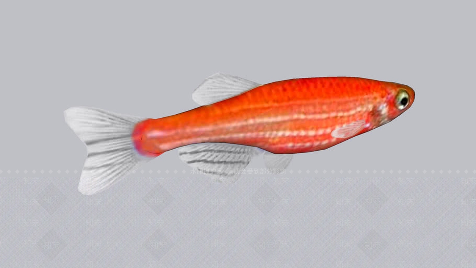 DanioSU模型下载【ID:1162056476】